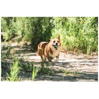 Chuckit! Eco Fetch Labda #4