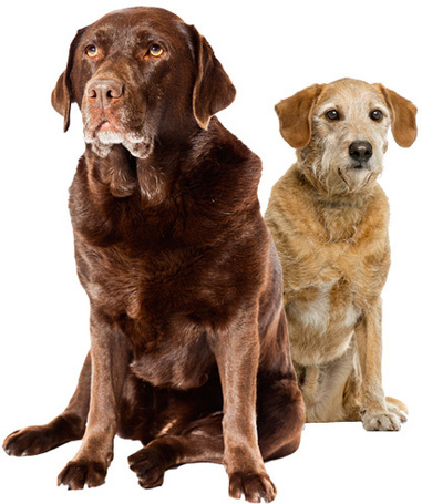 Tápok idős kutyáknak