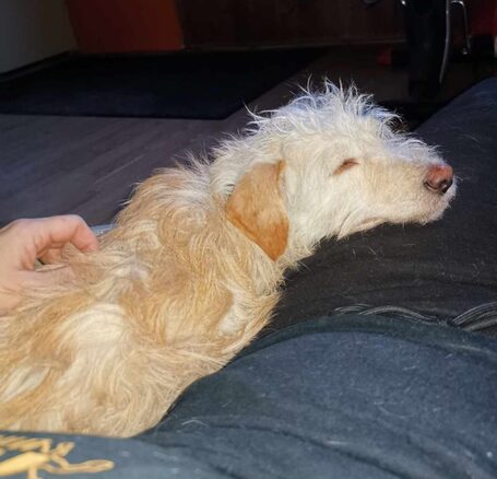 Aranyka, ivartalanított szuka kutyus