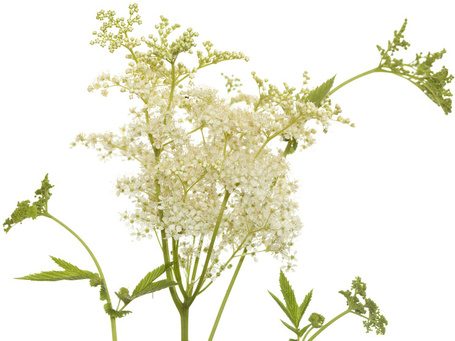 Biogance Gliss Hair Conditioner - Szőrkondicionáló balzsam kutyáknak és macskáknak