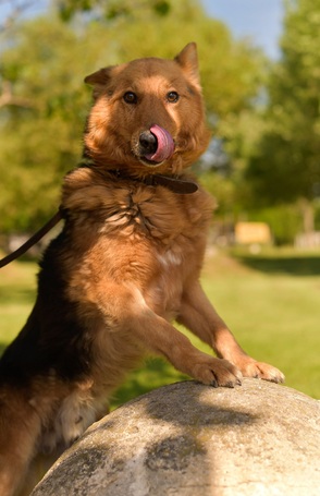 Sajó, 3 éves, 51 cm magas, németjuhász keverék, kan