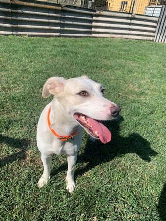 Vacak, egy éves, szuka