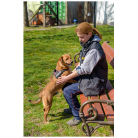 Csoma, 5 éves, 40 cm magas, ivartalanított kan #11