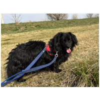 Luke, 6 éves, 40 cm magas, kan #8