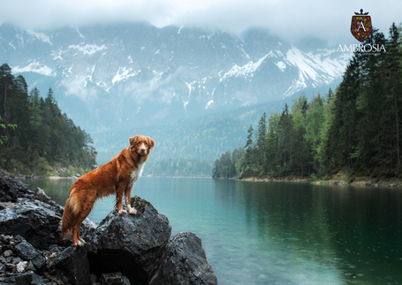 Ambrosia Dog Grain Free Senior, Light & Sterilized