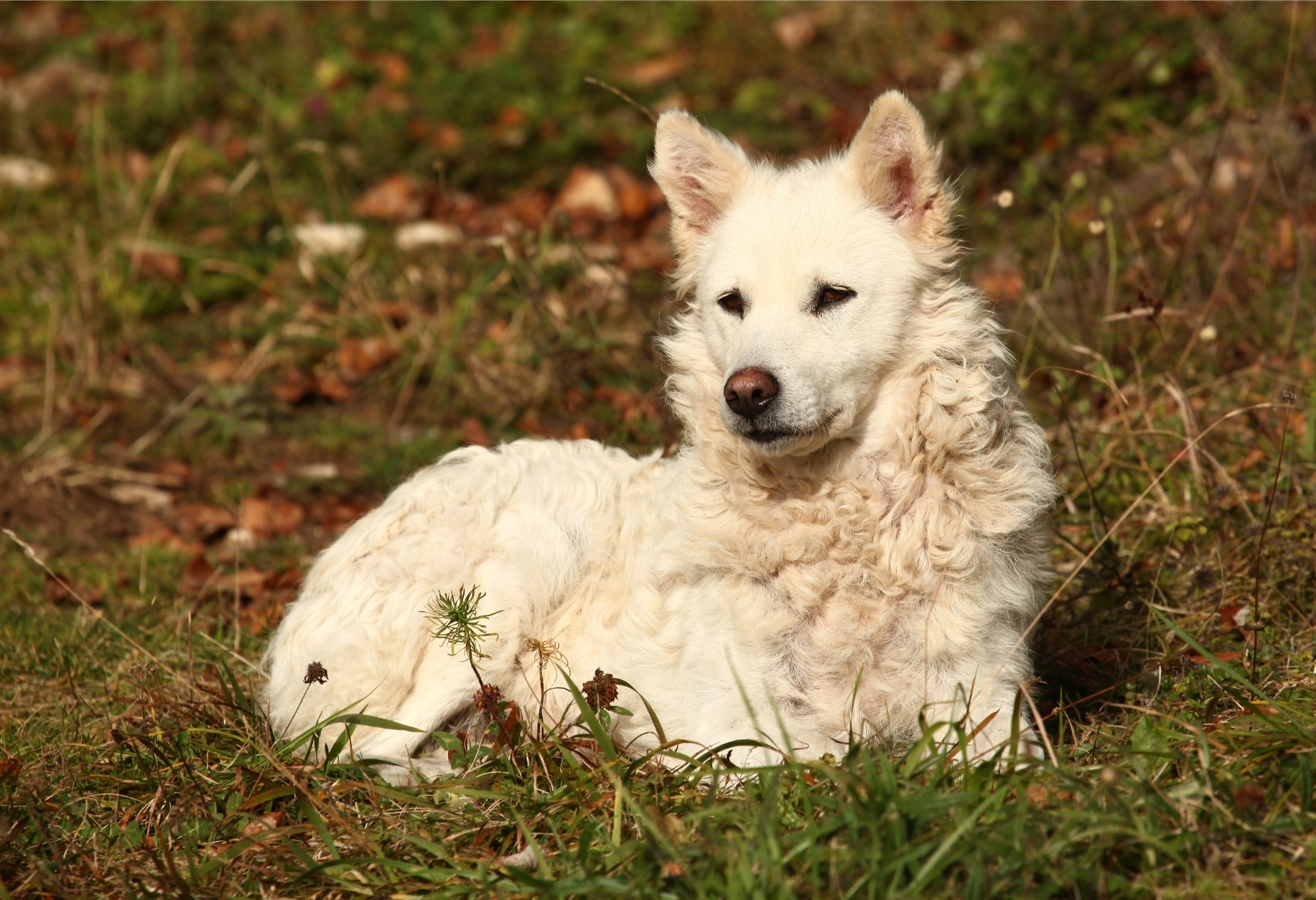 Fehér mudi kutya