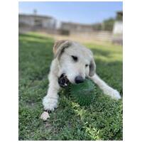 Sziszike, 8 éves, ivartalanított szuka kutyus #9