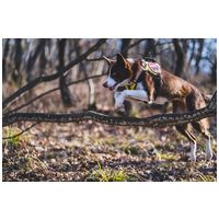 Yutipet RnD párnázott biztonsági kutyahám (Kék) #6