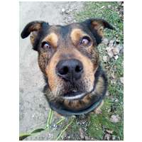 Wilson, 6 éves, 48 cm magas, kan #7