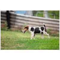 Jack, 7 éves, 42 cm magas, Jack Russell-terrier kan #6