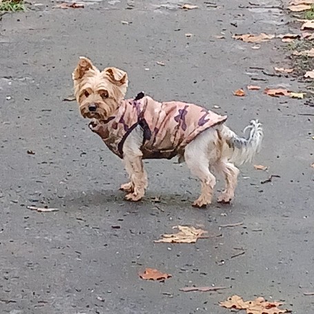 Hunter
