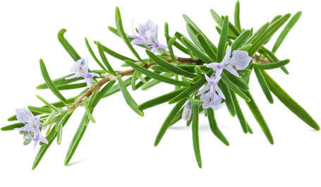 Biogance Odour Control szagsemlegesítő sampon kutyáknak rozmaring és fenyő kivonattal