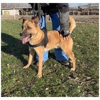 Lucky, egy éves, kan #6