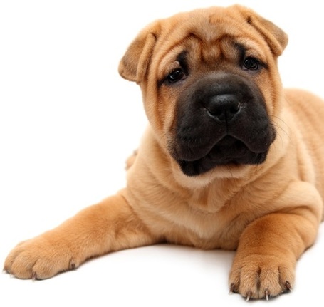 Pro-Nutrition Prestige Puppy Medium