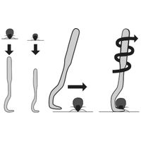 Flamingo kullancskiszedő horog (2 db / szett, kicsi és nagy méret) #3