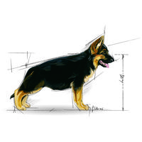 Royal Canin Maxi Puppy #10