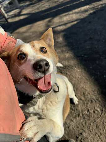 Foltos, 9 éves ivartalanított kan