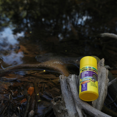 JBL ProNovo Killifish Click