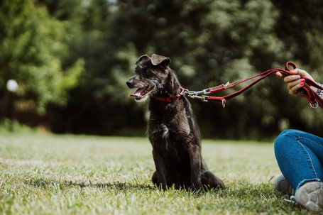 Sally, 7 éves, 34 cm magas, szuka