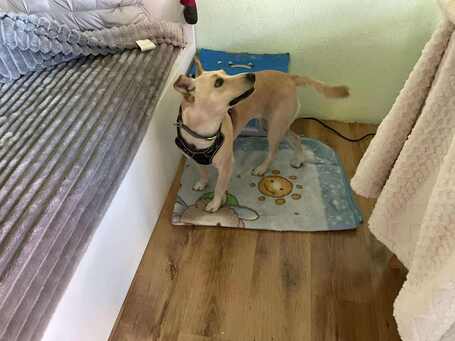 Floren, 3 éves ivartalanított szuka