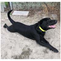 Milo, 3 éves, 53 cm magas,  labrador-bull keverék, kan #4