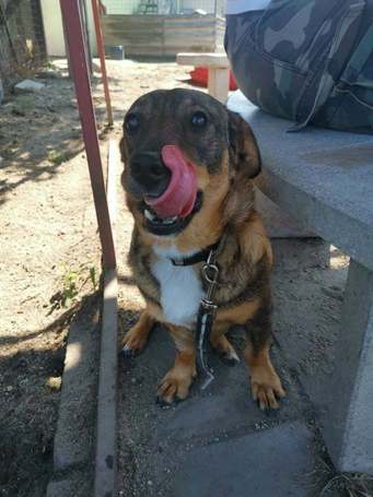 KisO, 4 éves, 34 cm magas, szuka