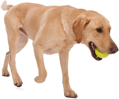 West Paw Jive - Össze-vissza pattogó labda