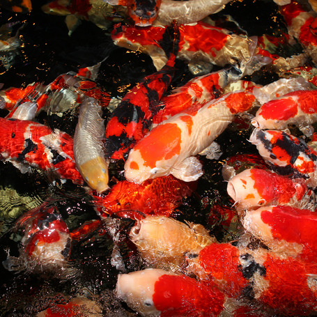 JBL ProPond All Seasons Sticks