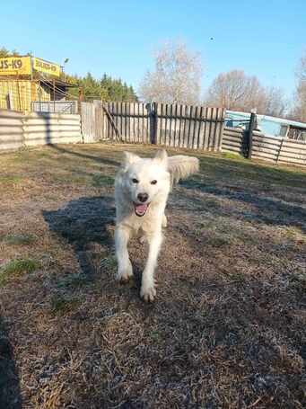 Bella, egy éves, szuka