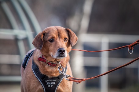 Misi, ivartalanított kan