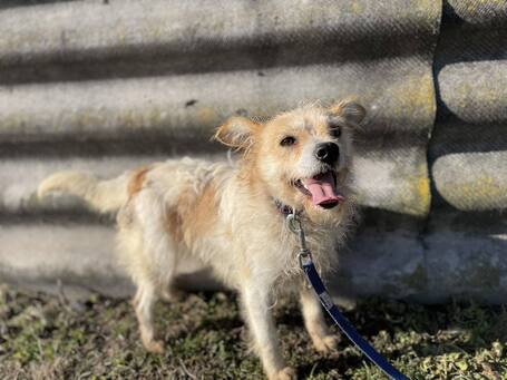 Mangó, egy éves, szuka