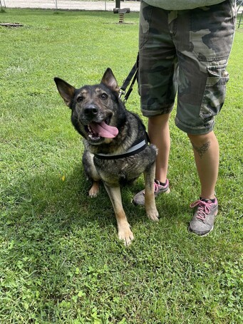 Lady, ivartalanított szuka