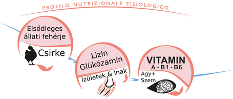 Unica Classe Puppy All Breeds Development