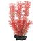 Red Foxtail