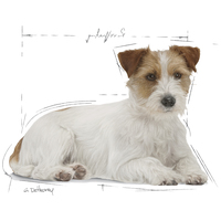 Royal Canin Mini Ageing 12+ | Kistestű idős kutya száraz táp #3