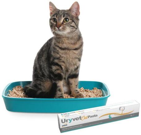 DRN Uryvet Cat paszta