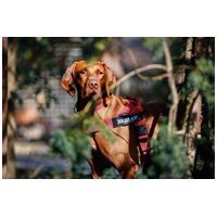 Julius-K9 IDC Color & Gray hevederhám #7