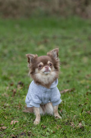 Trixie kapucnis pulcsi kutyáknak szivárvány és felhő rajzzal