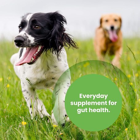 Protexin Pro-Balance probiotikus és prebiotikus rágótabletta kutyáknak és macskáknak