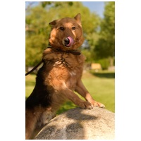 Sajó, 3 éves, 51 cm magas, németjuhász keverék, kan #9