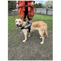 Floren, 3 éves ivartalanított szuka #4