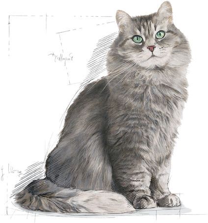 Royal Canin Sensible - Érzékeny emésztésű felnőtt macska száraz táp