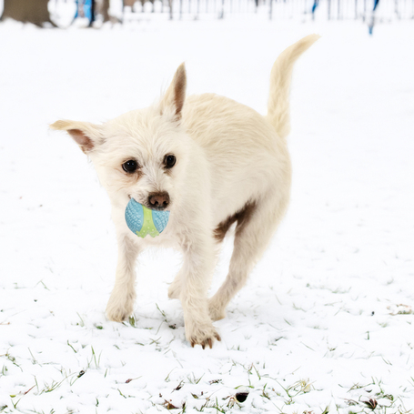 Kong CoreStrength Ball fogtisztító labda