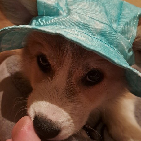 Taz