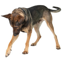 Kajla, 4 éves, 65 cm magas, kan #5