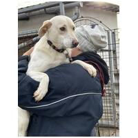 Odett, árva leány kutya #7