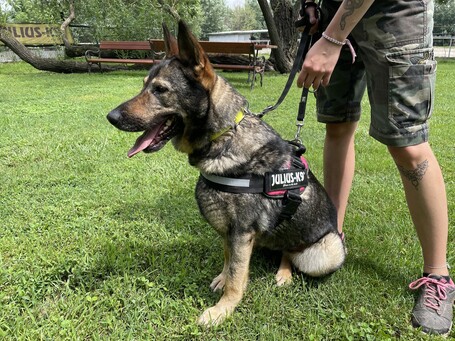 Lady, ivartalanított szuka