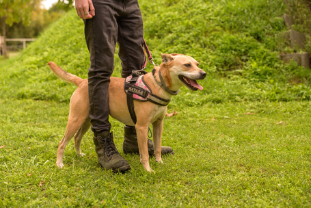 Natasa, 6 éves, 48 cm magas, szuka