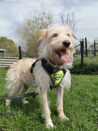 Aranyka, ivartalanított szuka kutyus