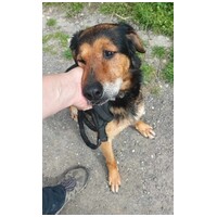 Bözsi, a 10 éves idős hölgy #5